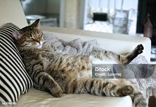 Lazy Fat Cat Sleeping On The Couch Stock Photo - Download Image Now - Domestic Cat, Undomesticated Cat, Overweight