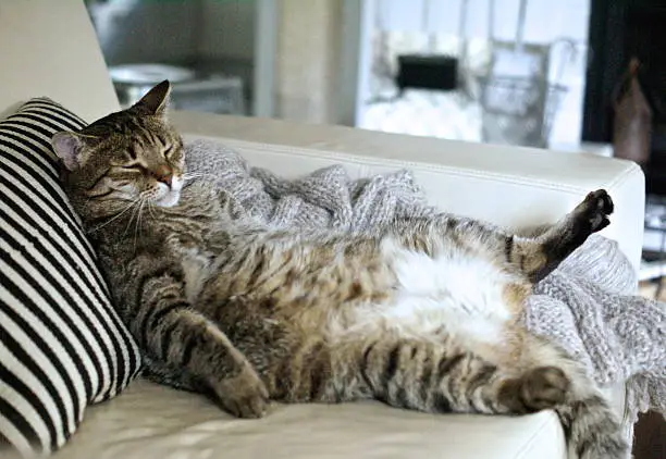 Little bit overweight tabby cat know how to relax, nice pose on the back showing big belly 