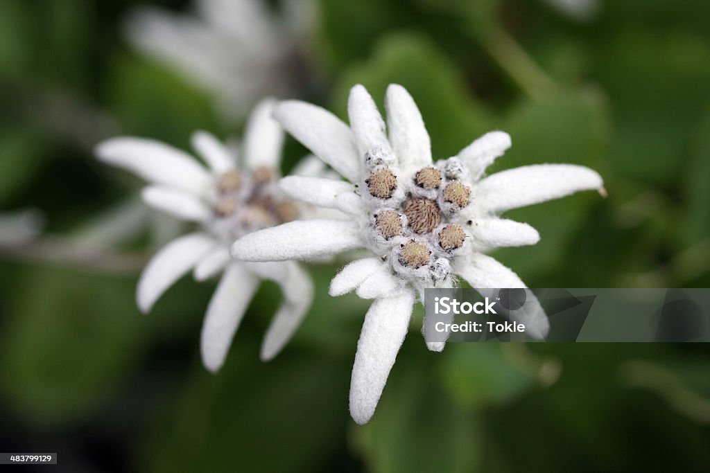 Edelweiss - Lizenzfrei Edelweiß - Blume Stock-Foto