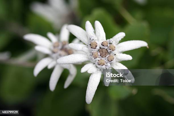 Edelweiss Stockfoto und mehr Bilder von Edelweiß - Blume - Edelweiß - Blume, Blume, Alpen