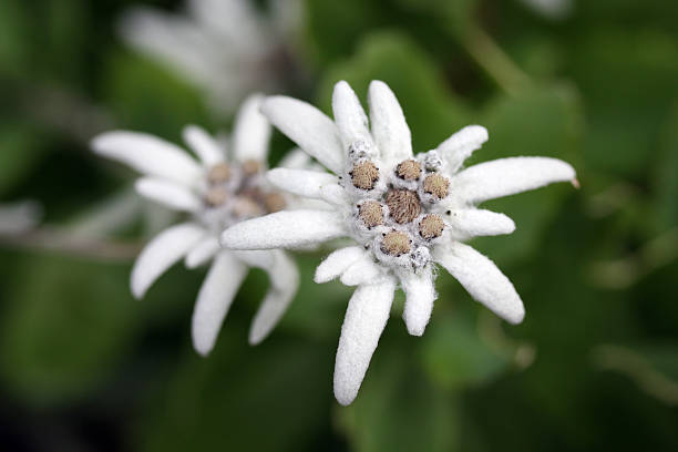 Edelweiss stock photo