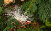 calliandra-parvifolia-in-bloom.jpg?b=1&s=170x170&k=20&c=6lbHgrfqdirE1xr3DWjuQsmufMarIauw6zQnmVNx3o4=