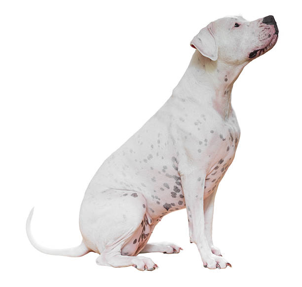 Argentina Doge Sitting Dogo Argentino, on white background dogo argentino stock pictures, royalty-free photos & images