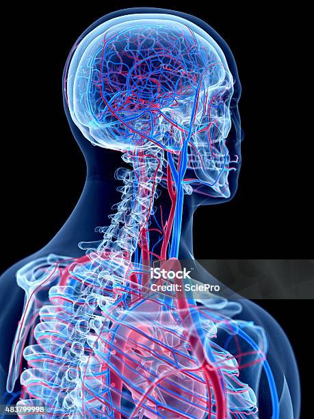 Medical Ilustración Foto de stock y más banco de imágenes de 2015 - 2015, Anatomía, Azul