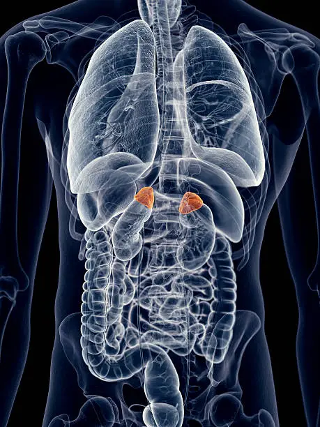 Photo of the adrenal glands