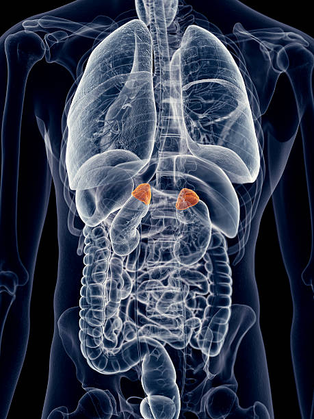 ilustração médica - suprarenal gland imagens e fotografias de stock