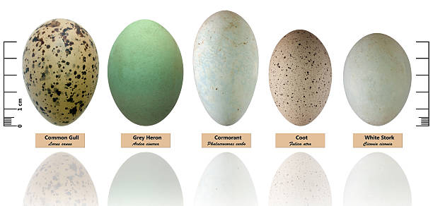 Collection of bird's eggs