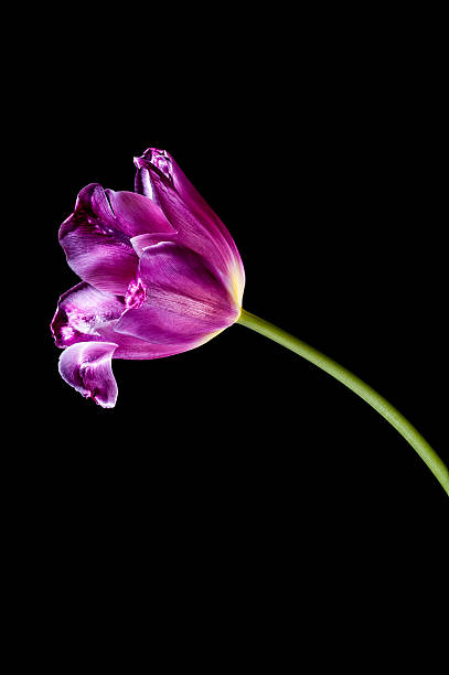 Cтоковое фото Вертикальные тюльпан