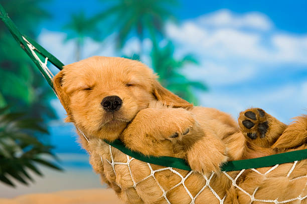 Young puppy in hammock with tropical background "The dog days of summer" as a cute 6 week old Golden Retriever puppy lying in a hammock sleeping on a tropical beach with palm trees in the background napping photos stock pictures, royalty-free photos & images