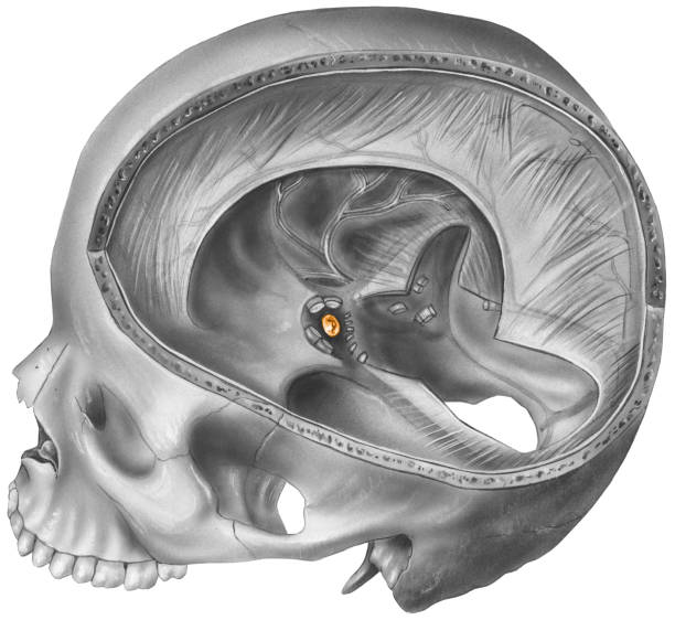 ilustraciones, imágenes clip art, dibujos animados e iconos de stock de hipófisis: skull & cerebro, fruto de la ubicación de unión (cutaway) - follicle stimulating hormone