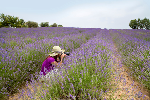 Beautiful woman sitting in lavender field, wearing purple shirt and light green hat, photographing. Side view, overview photo.