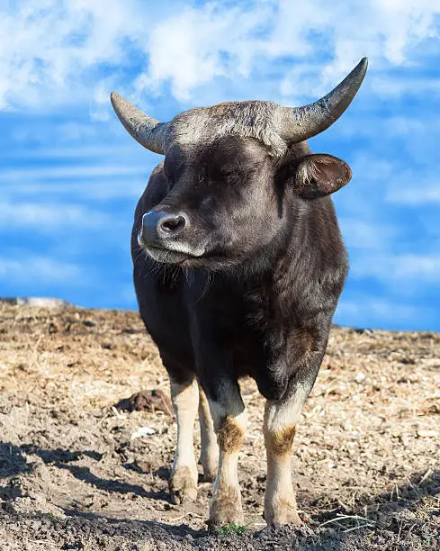 Portrait of an African bull, summer day