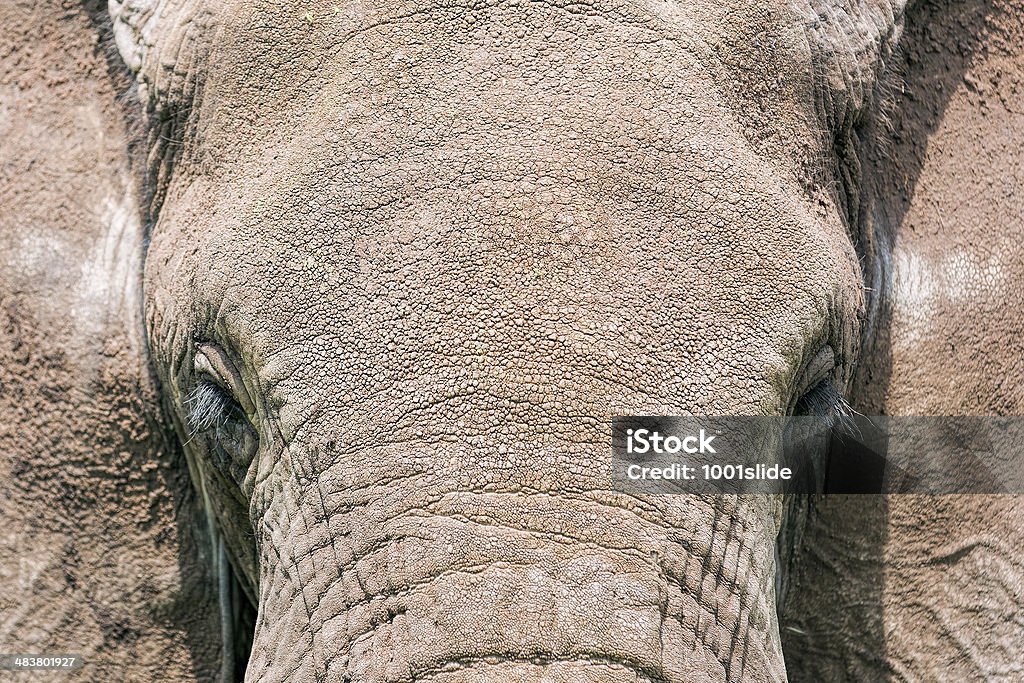 아프리카코끼리-클로즈업 인물 사진 - 로열티 프리 국립공원 스톡 사진