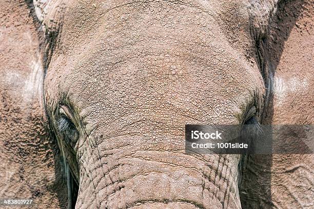 아프리카코끼리클로즈업 인물 사진 국립공원에 대한 스톡 사진 및 기타 이미지 - 국립공원, 대형, 동물