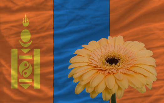 gerbera daisy flower and national flag of mongolia as concept and symbol of love, beauty, innocence, and positive emotions