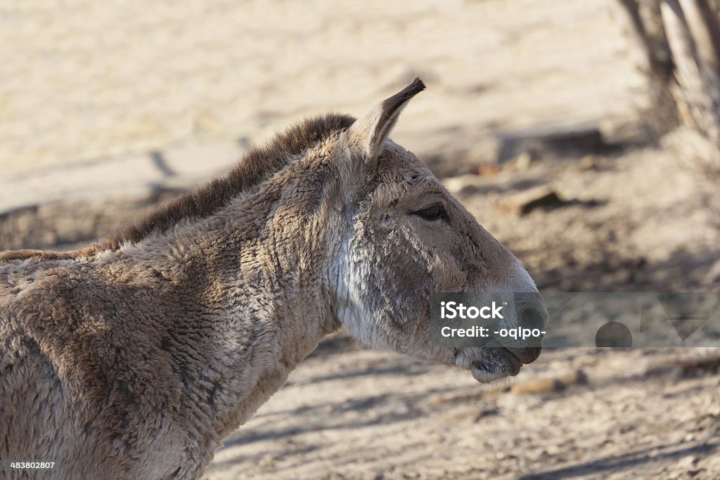 close portrait of a donkey close portrait of a donkey, a summer day Agriculture Stock Photo