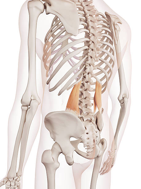 istock the quadratus lumborum 483802868