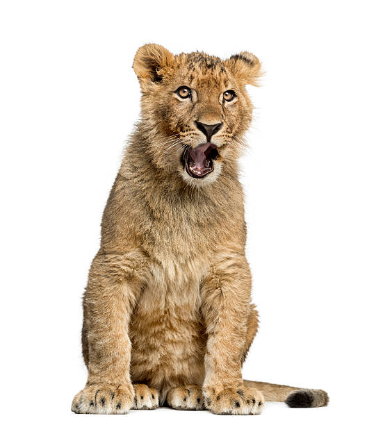istock Lion cub sitting and yawning 483803005