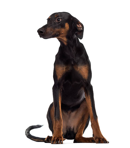 istock Doberman Pinscher puppy sitting and looking away 483803113