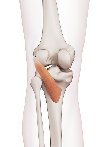 medically accurate muscle illustration of the popliteus