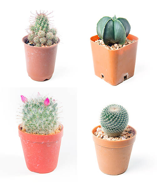 istock variety Cactus potted plants isolated on white. 483803383