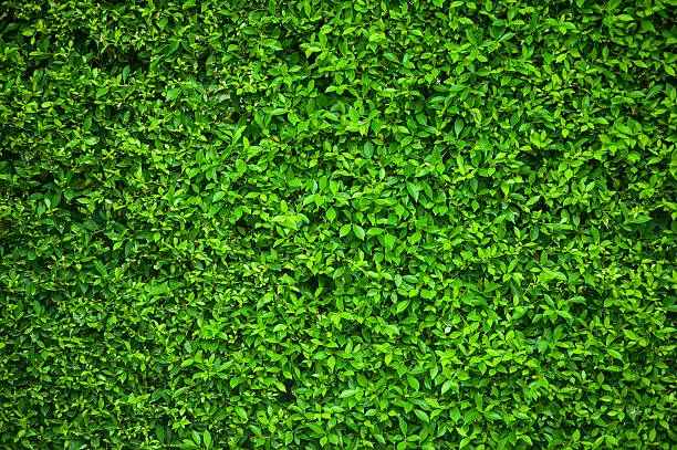 Photo of green leaf background