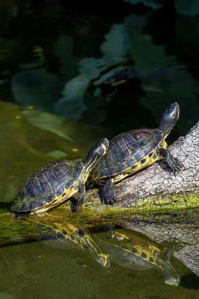 Photo of Pond slider turtles sunbathing