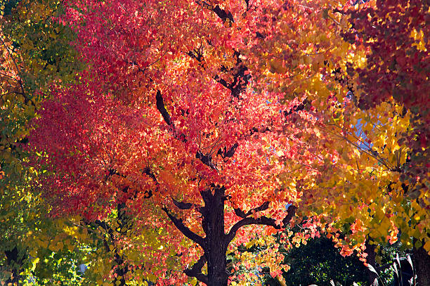 istock Autumn leaves of Chinese tallow tree 483803612