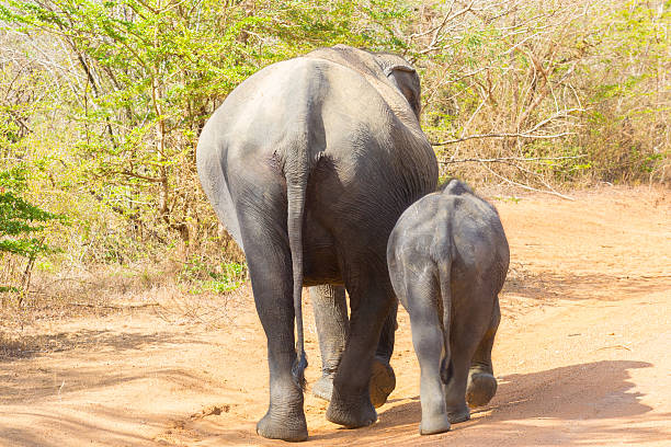 istock Asian Elephants in Yala National Park, Sri Lanka 483803982