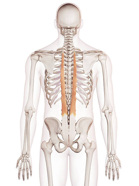 istock the longissimus thoracis 483803994