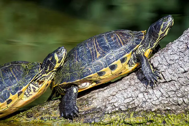 Photo of Pond slider turtle sunbathing