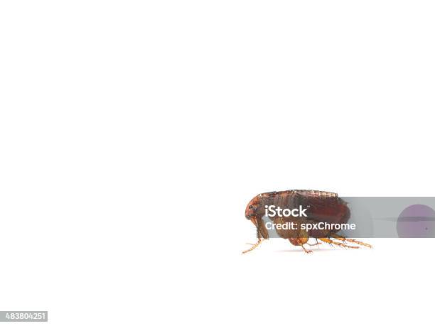 Flea Stock Photo - Download Image Now - Flea - Insect, Insect, White Background