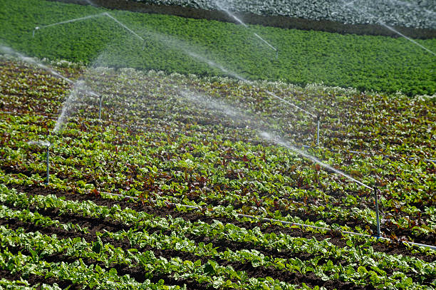 istock Rows of Organic Vegetables being Watered on Coastal Farm 483805227