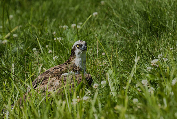 Osprey resting in ground stock photo