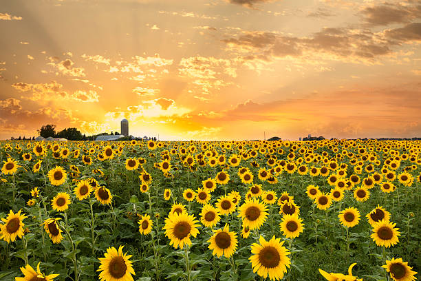 minnesota campo de girasol y un cielo dramático - sunflower landscape flower field fotografías e imágenes de stock