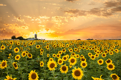 Sunflower Field and a Dramatic Sky Shot in Minnesota