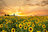 Minnesota Sunflower Field and a Dramatic Sky