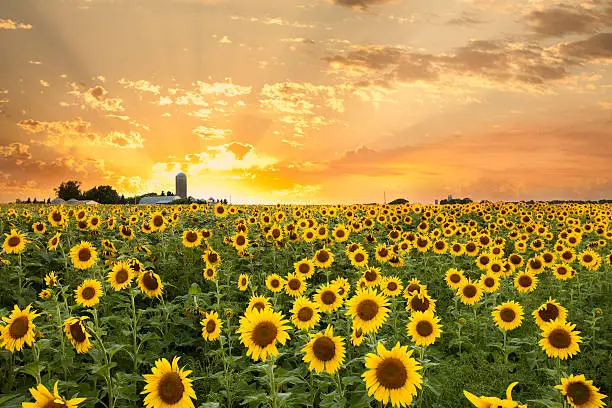 Photo of Minnesota Sunflower Field and a Dramatic Sky