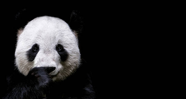 panda gigante - panda animal fotografías e imágenes de stock