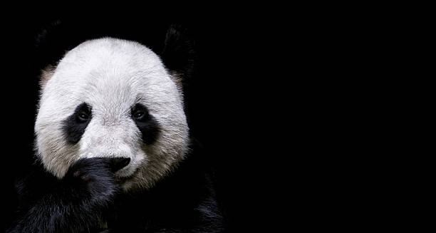panda gigante - panda mammifero con zampe foto e immagini stock