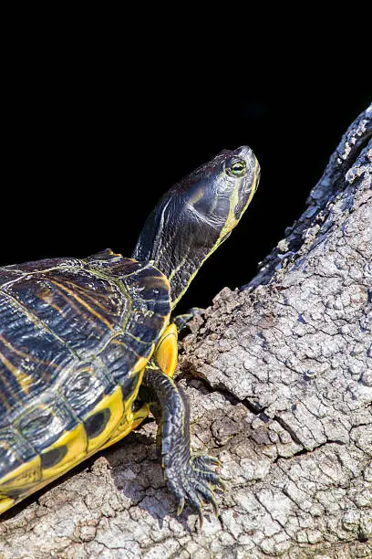 Photo of Pond slider turtles on a branch, black background