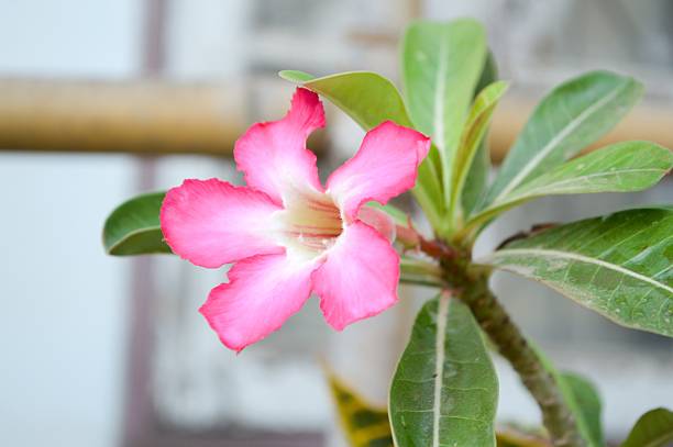 istock pink Adenium obesum flower 483808104