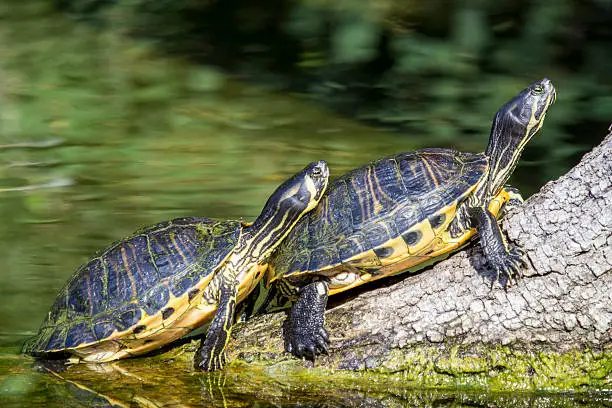 Photo of Pond slider turtles sunbathing