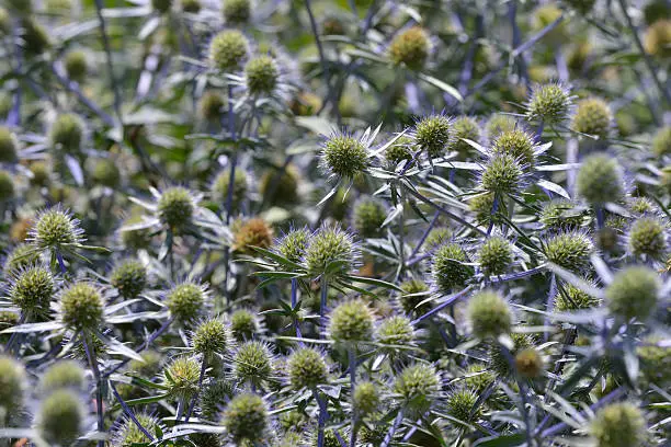 Mistflower