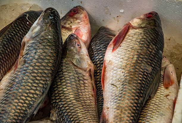 istock Rohu fish in the box 483808894