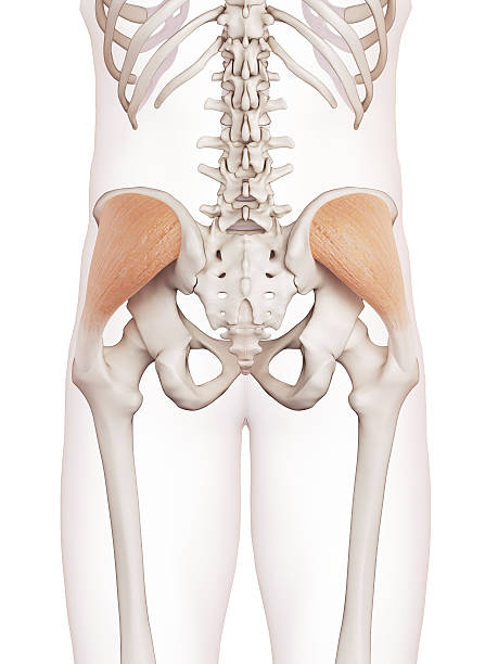 istock the gluteus minimus 483812278