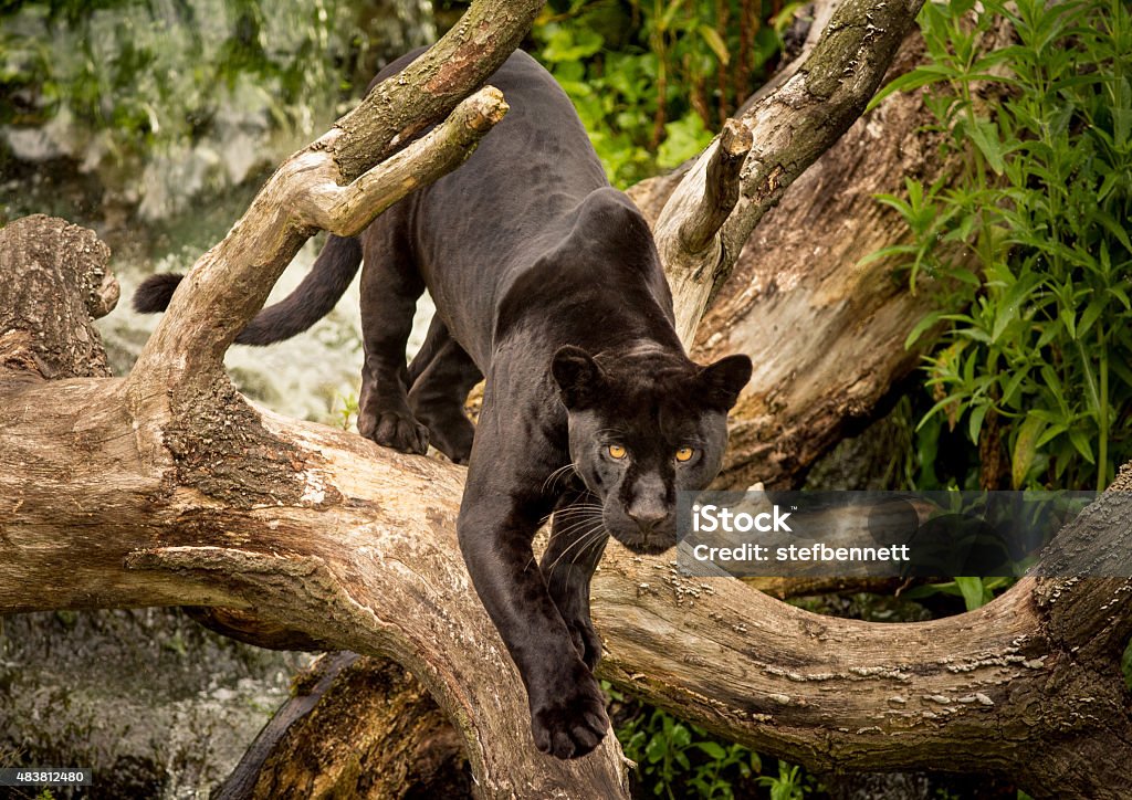 Jaguar A Jaguar prowling Jaguar - Cat Stock Photo