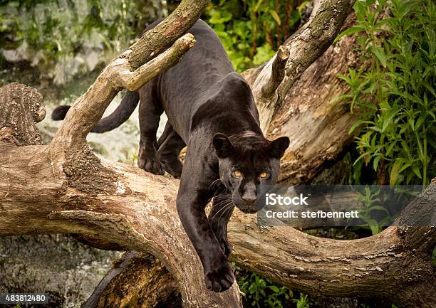 Jaguar Stock Photo - Download Image Now - Jaguar - Cat, Black Color, Animal