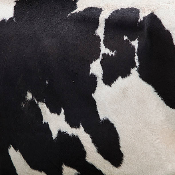 istock side of cow with black spots on white hide 483813316