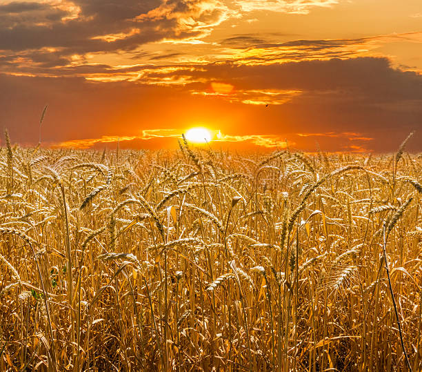 istock Wheat field against the backdrop of the setting sun 483813340